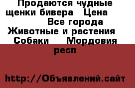 Продаются чудные щенки бивера › Цена ­ 25 000 - Все города Животные и растения » Собаки   . Мордовия респ.